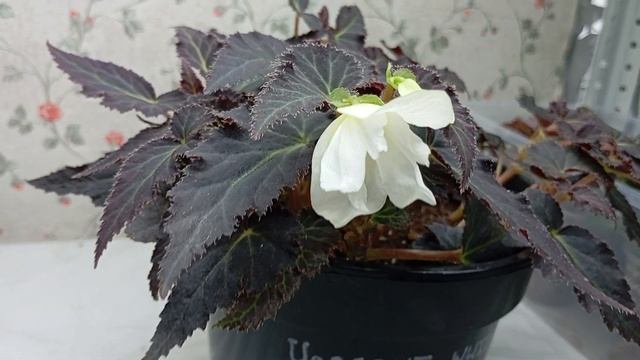 Бегония (гр. Iconia) Апрайт Вайт (Begonia Iconia Upright White) смотреть онлайн