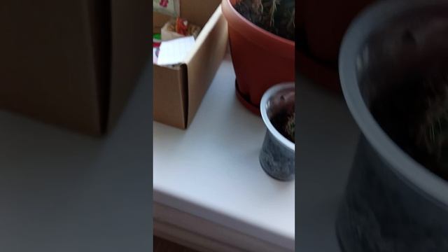 Как ухаживать за Кактусами 🌵🌵🌵 смотреть онлайн