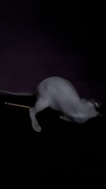 Космические игры котят#мята#игры#котята#сфинкс# shorts смотреть онлайн
