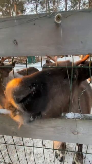 Олени едят мох смотреть онлайн