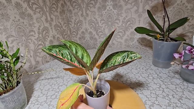 #3 обзор орхидей (дендробиум, морковка и аглаонема) смотреть онлайн