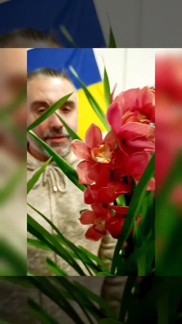 Королевские Орхидеи Цимбидиум Рэд Джевел, цена 785 грив смотреть онлайн