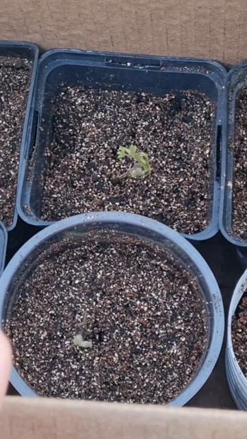 Клематисы живы и наполняются силой! #садснуля #цветы #20 смотреть онлайн