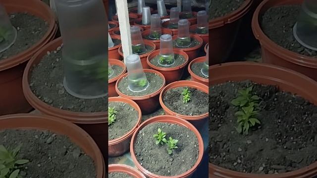 30 кашпо с калибрахоа 19 расцветок! Ни одной повторяющей смотреть онлайн