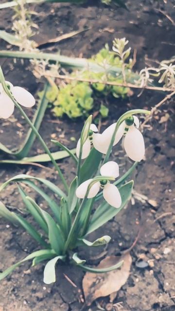 Первоцветы в моем саду , primule nel mio giardino смотреть онлайн