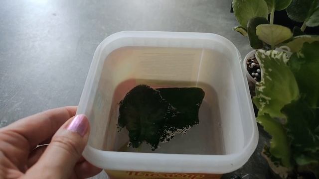 Обработка фиалок препаратом ФИТОВЕРМ 0,2%