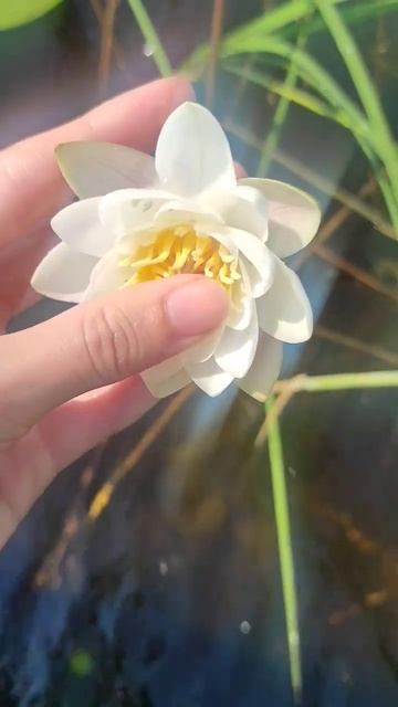 цветок кувшинки на реке Вуоксе #вуокса #лето #карелия смотреть онлайн