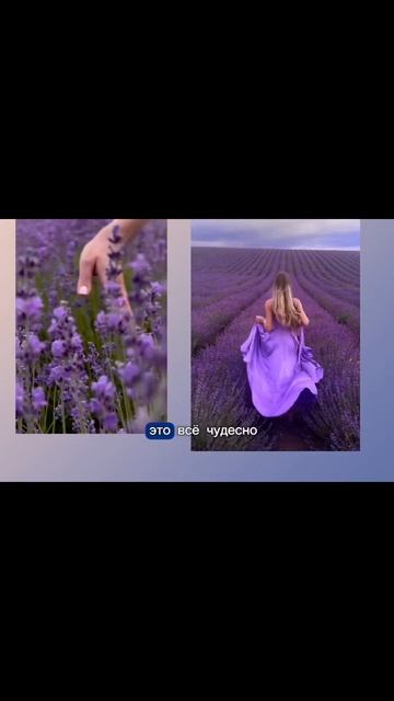 Какого цвета #лаванда ? #цветы #цветоваяпалитра #лайфха смотреть онлайн