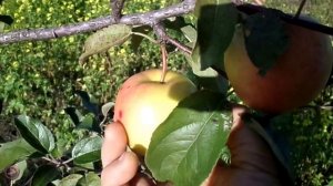 яблоня Голден делишес