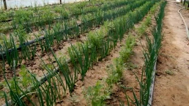 Прибыльный бизнес выращивание зелени на продажу 2021