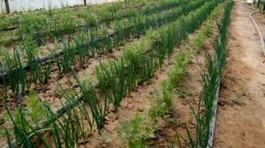 Прибыльный бизнес выращивание зелени на продажу 2021