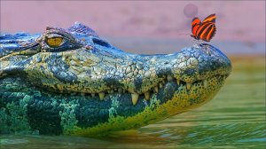 Крокодилы: Интересные факты про Аллигаторов и Крокодилов