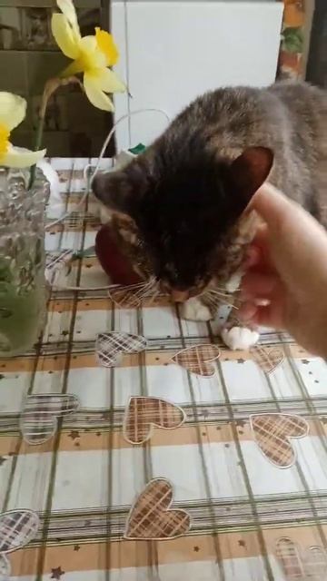 кошка Алиска не хочет есть с руки #shorts смотреть онлайн