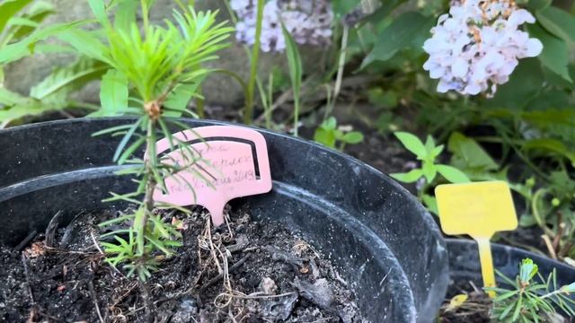 Пихта корейская из семян🌲Часть 1🌲 смотреть онлайн