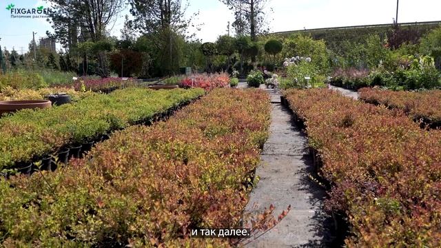 Экзотические и редкие растения смотреть онлайн