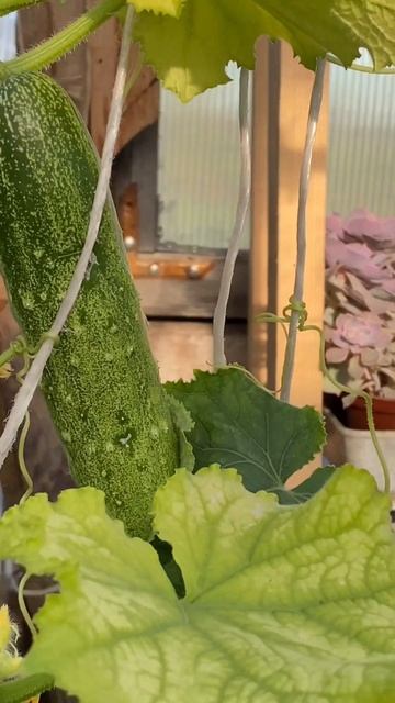 В теплице вырос огурец смотреть онлайн