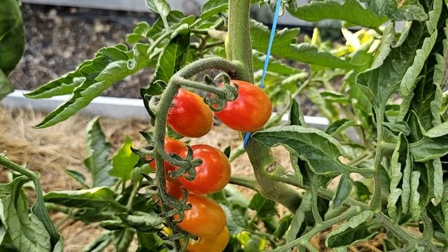 🍅 СУПЕР-ПОДКОРМКА ДЛЯ ТОМАТОВ: В ЛУНКУ – И УРОЖАЙ ЗАВАЛИТ! смотреть онлайн
