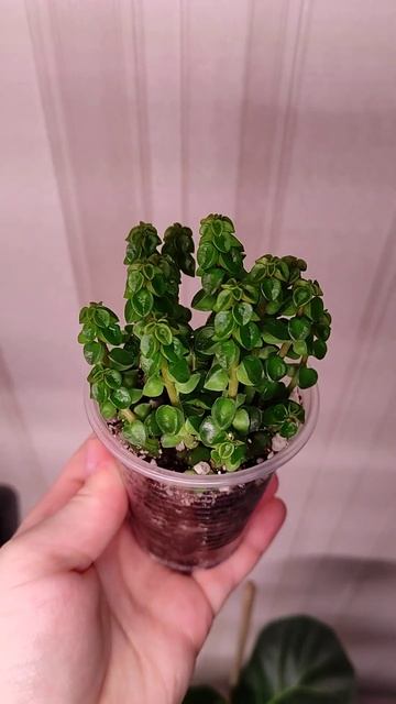 еще одна #пеперомия колумелла #комнатныерастения #plant # смотреть онлайн