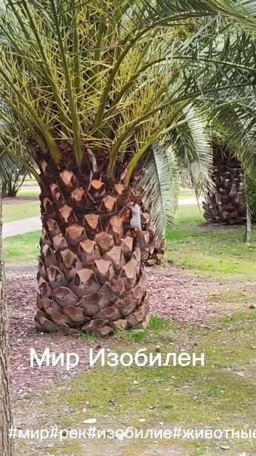 БЕЛКА И ЕЕ БОЛЬШОЙ ОРЕХ. #юмор#реки#анекжот смотреть онлайн