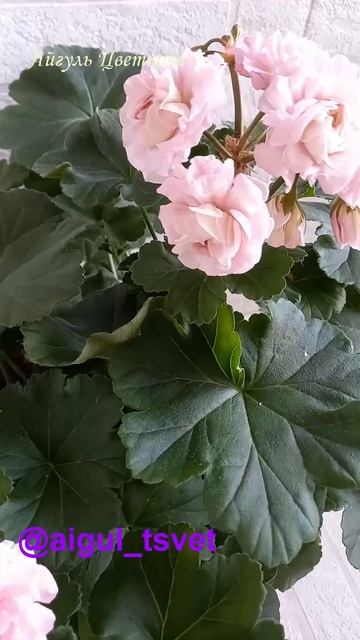 #герань #пеларгониипочтой #пеларгония #купитьпеларгон смотреть онлайн
