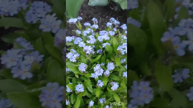 Древовидные пионы смотреть онлайн