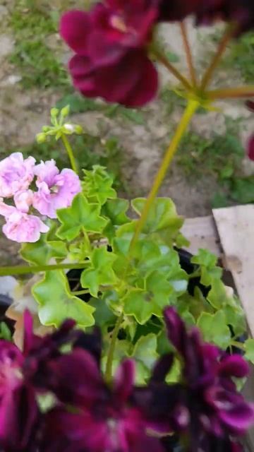 Пеларгонии 😻 #garden #plants #садоводство #комнатныерастени смотреть онлайн