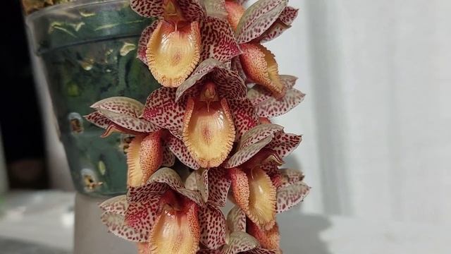 Цветение Catasetum Denticulatum. Ароматное и пушистое! Катасетум