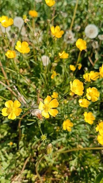 Лютик едкий #butterfly #garden #nature #июнь #flowers смотреть онлайн