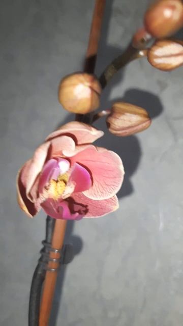 Новый роспуск орхидеи смотреть онлайн