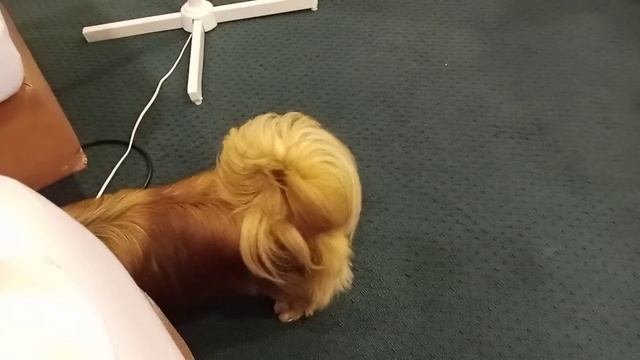 Лютик завлекает Перчика с ним поиграть смотреть онлайн