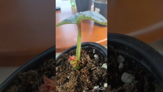 Всем добра🌺🌺🌺!Это тот случай, когда клубневая бего смотреть онлайн