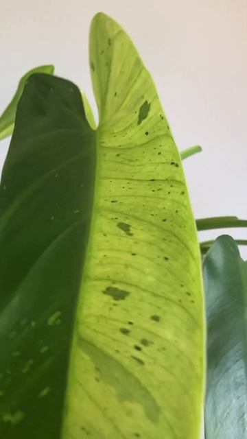 Philodendron Jose Buono (Филодендрон Хосе Буэно), новый лист #фило смотреть онлайн