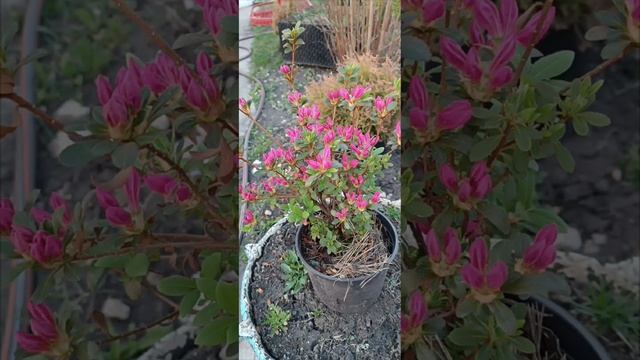 красота и ароматы#красота #ароматы #цветочные #компози смотреть онлайн