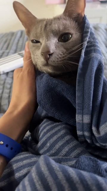 У меня есть Пёс, но он кот и мой сын! Мамина любовь ❤️ смотреть онлайн