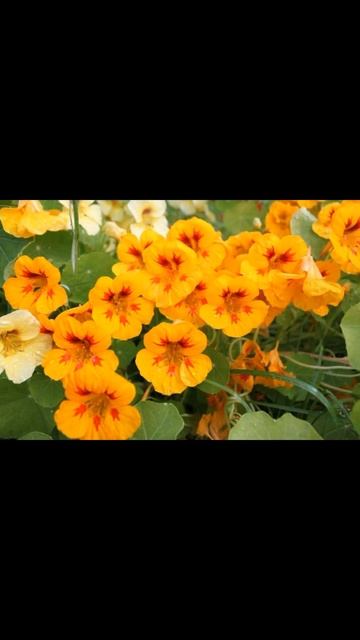 Настурция смотреть онлайн