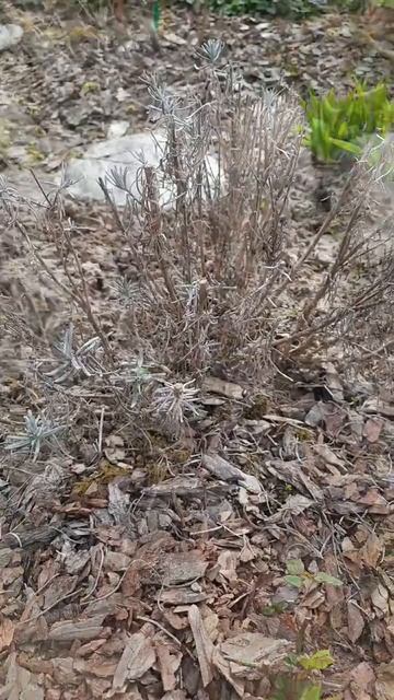 Весенняя обрезка лаванды #мойсад #садоводство #лаванд? смотреть онлайн