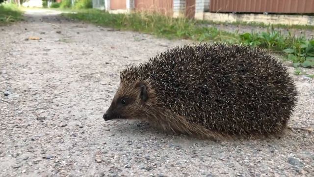 Прикольный ежик смотреть онлайн