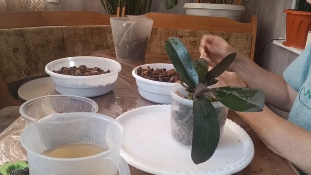 пересадка орхидей АЛЯ ЛЕГАТО СПАРКС смотреть онлайн