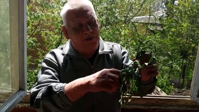 #14 Пастушья сумка обыкновенная (Грицики звичайні) смотреть онлайн