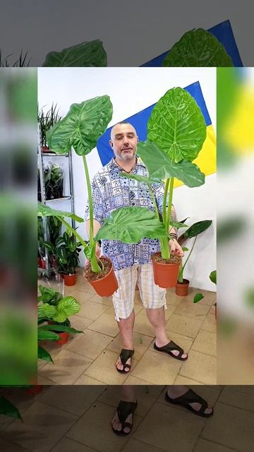 Гигантская Алоказия Микрориза, цена 600 гривен! Бронь в смотреть онлайн