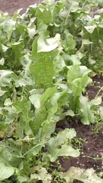 Как ни старайся, а эта грядка всё равно будет хреновая смотреть онлайн