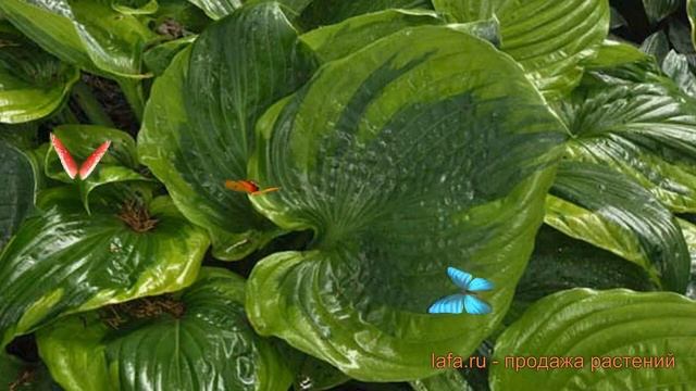 Хоста гибридная Сам оф Олл (sum of all) 🌿 обзор: как сажать, смотреть онлайн