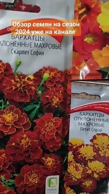 Сезон 2024 #shortsvideo #бархатцы #семенацветов смотреть онлайн