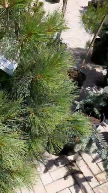 🌲Красивые хвойные растения | Telegram: https://t.me/love_is_hvoiny_dvorik смотреть онлайн