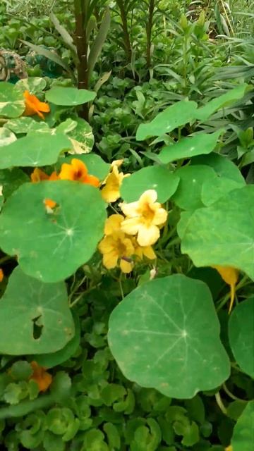 настурция смотреть онлайн