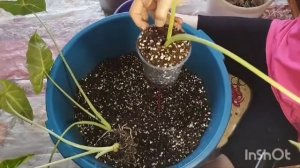 Посадка Алоказии на  фитильный полив