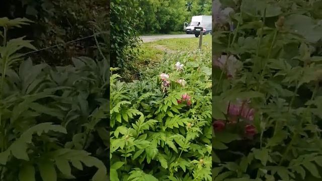 Много цветов, солнца и Соня😁❤️🌺🌺🌺💋 смотреть онлайн