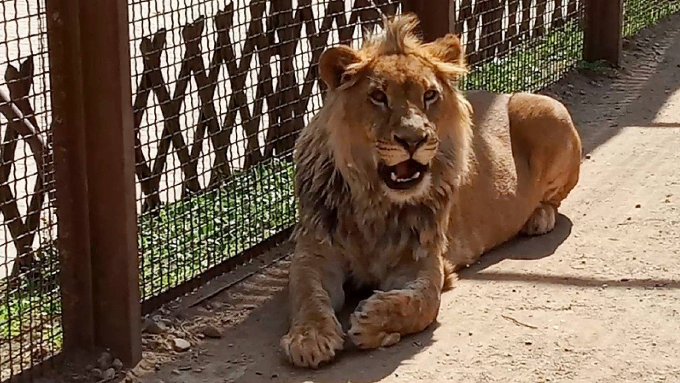 Львиным шагом от бедра. Шерхан с довольной моськой, Порш и Симочка. / С праздником ВЕЛИКОЙ ПОБЕДЫ! смотреть онлайн