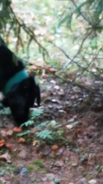 Черныш ест гриб 🍄🟫🐶 смотреть онлайн