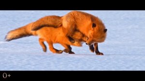 ОГНЕННЫЙ ЛИС - САМЫЙ РЫЖИЙ ФИЛЬМ ГОДА!